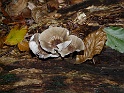 P1030988