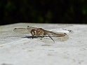 P1040035
