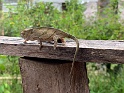 IMG_1053