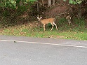 IMG_2935